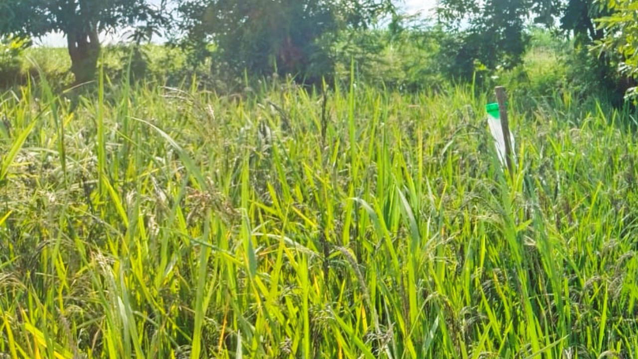 Kalanamak Rice field