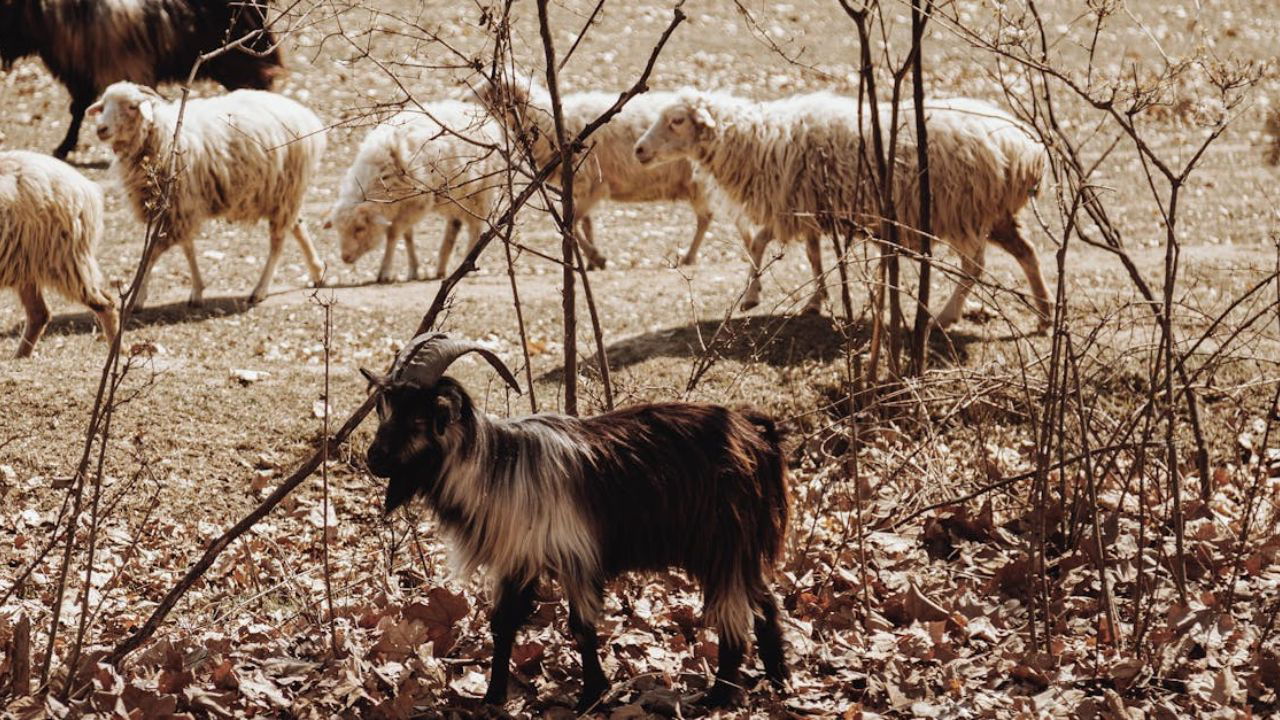 Sheeps and Goats (Representational Image Source: Pexels)