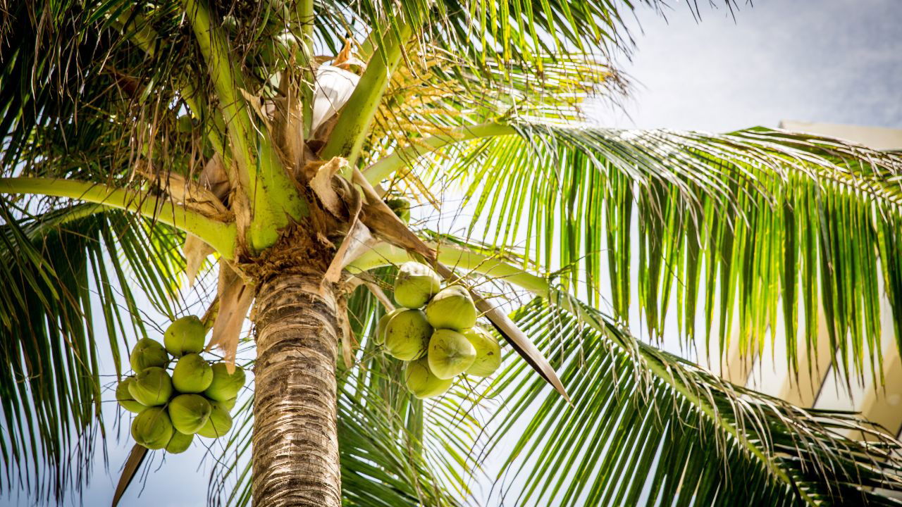 With fewer people willing to climb coconut trees, this device aims to address labor shortages and help reduce rising coconut costs. (Photo Source: Canva)