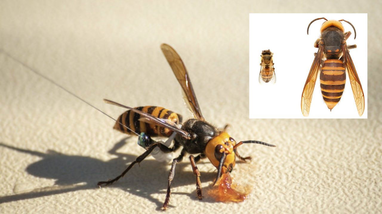 Two inches long, northern giant hornets are an invasive species known for their dangerous sting and ability to destroy a hive of honeybees in just hours (Photo Source: USDA)