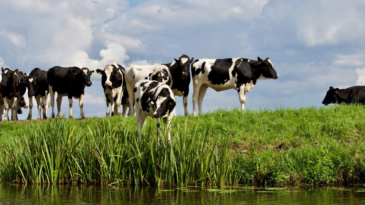 Cows grazing in a lush, green pasture (Representational Image Source: Pexels)