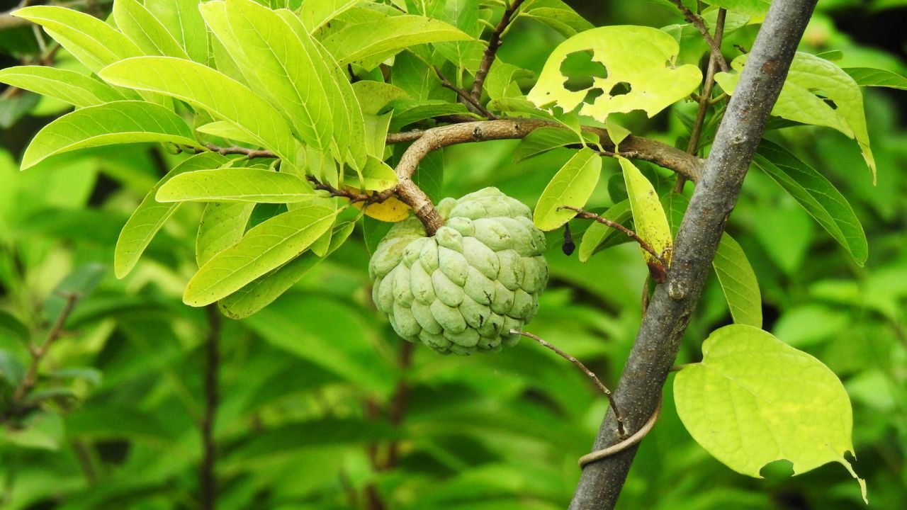 Thar Amrit Custard Apple (Representational Image Source: Pexels)