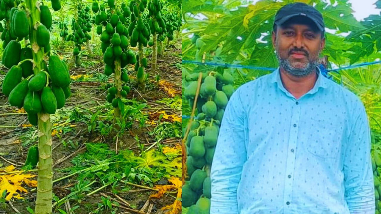 Progressive farmer Asgar Ali from Golaghat district, Assam, is growing papayas using modern agricultural practices.