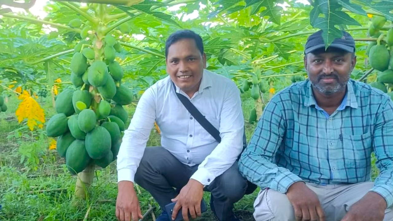 Asgar Ali Nursery Farm supplies high-quality papaya saplings, gaining recognition across Assam and neighboring states, adding a successful income stream to his farming venture.