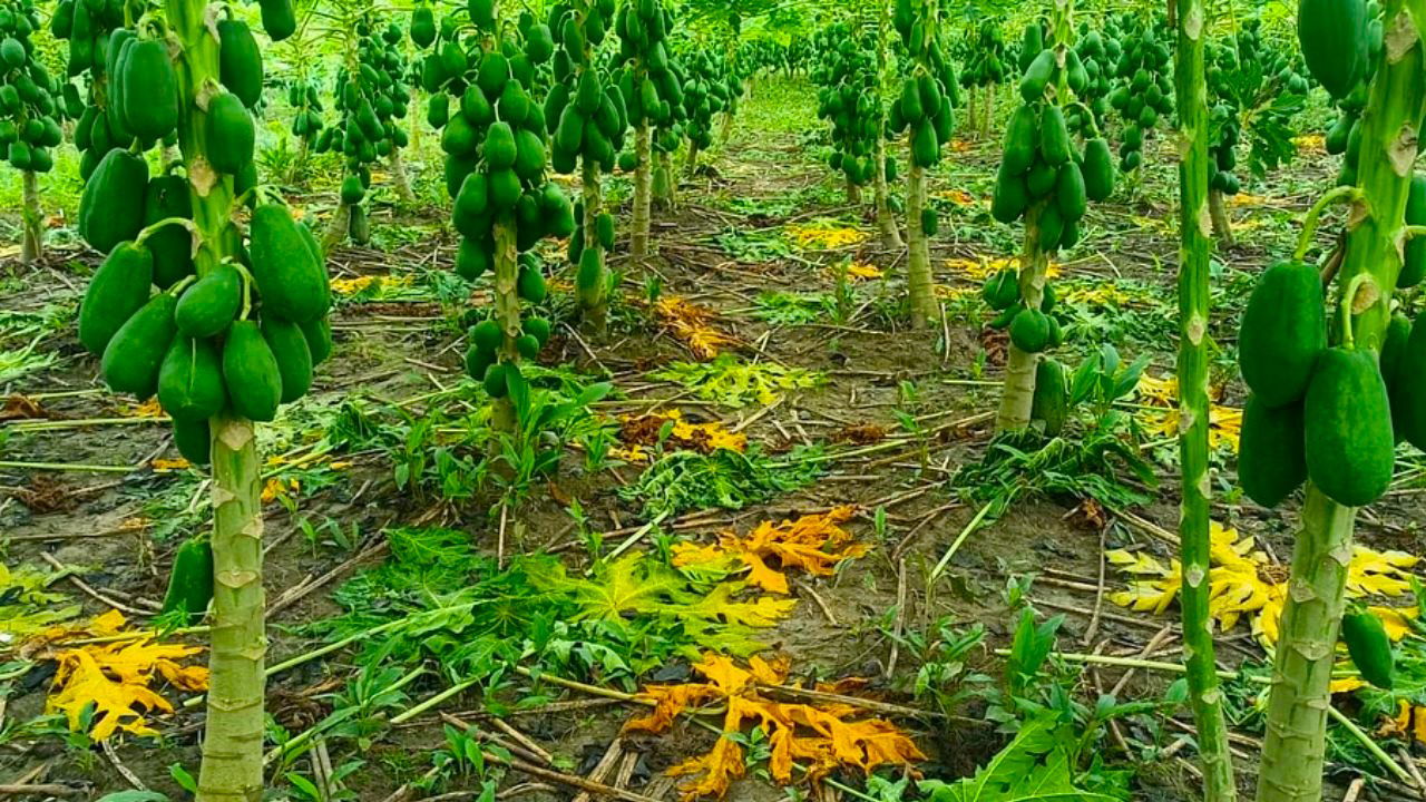 With 378 plants per bigha and each yielding around 1.2 quintals of fruit annually, Asgar Ali's 15-bigha papaya farm generates impressive profits.