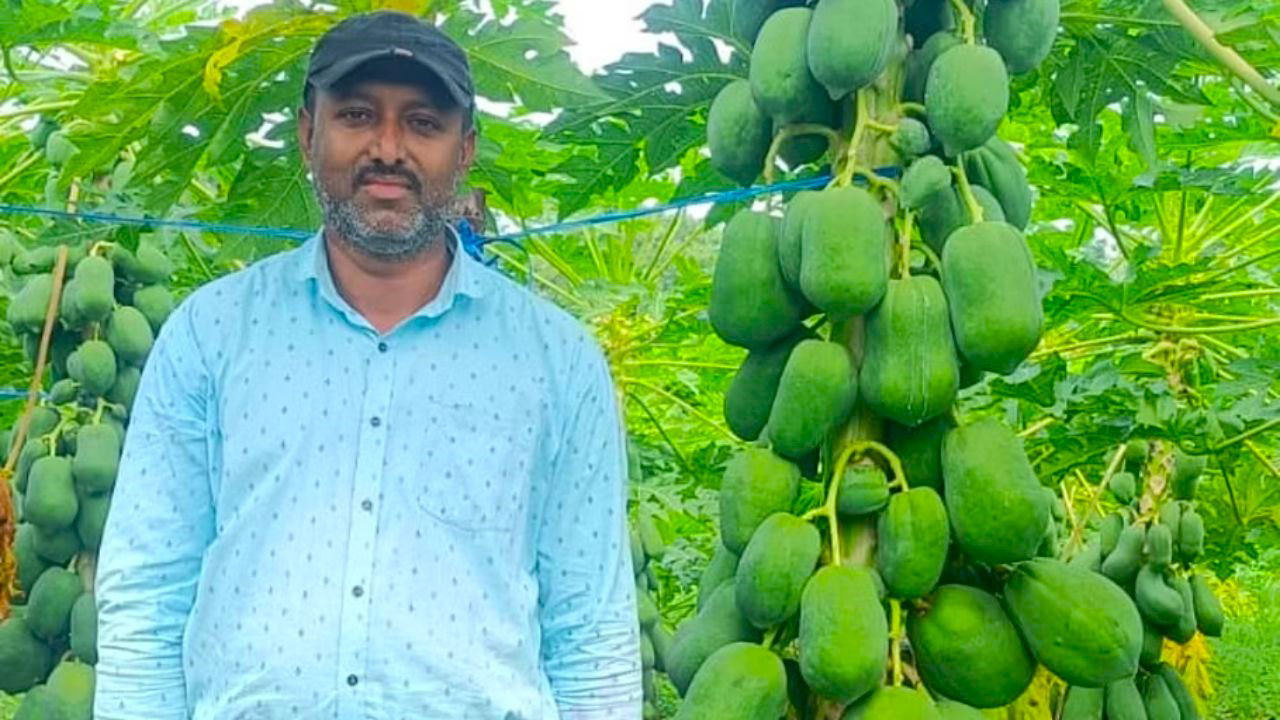 Asgar Ali, guided by expert advice, cultivates the high-demand Red Lady papaya, known for its large fruits and vibrant red pulp.