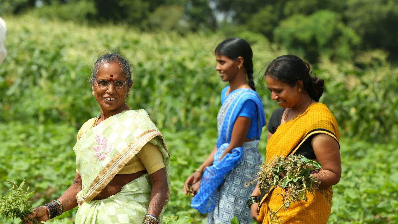 Women farmers working in their field (Representational Image Source: UNDP)