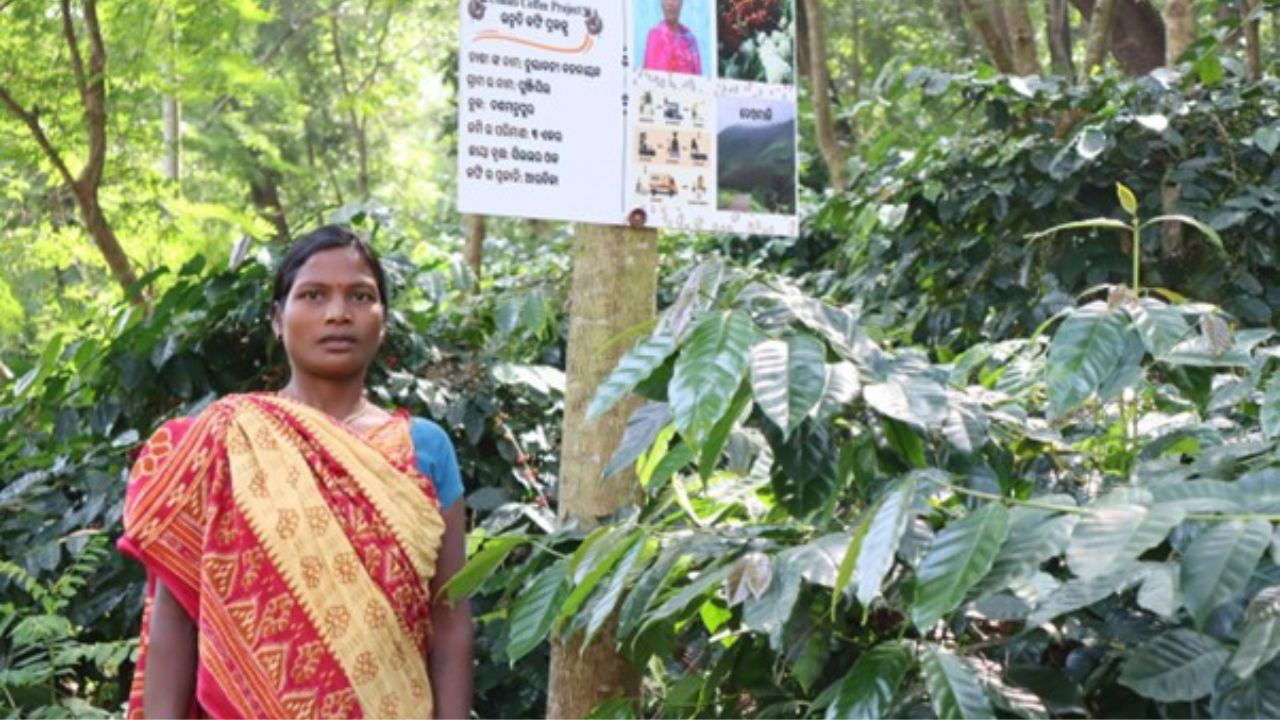 Tulabati Badanayak, Progressive coffee farmer