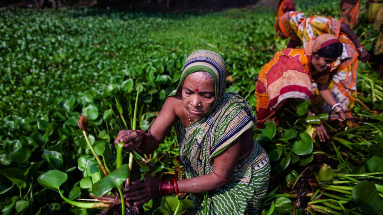 Women harvesting water hyacinths from a dense aquatic field (Representational Image Source: UNDP)