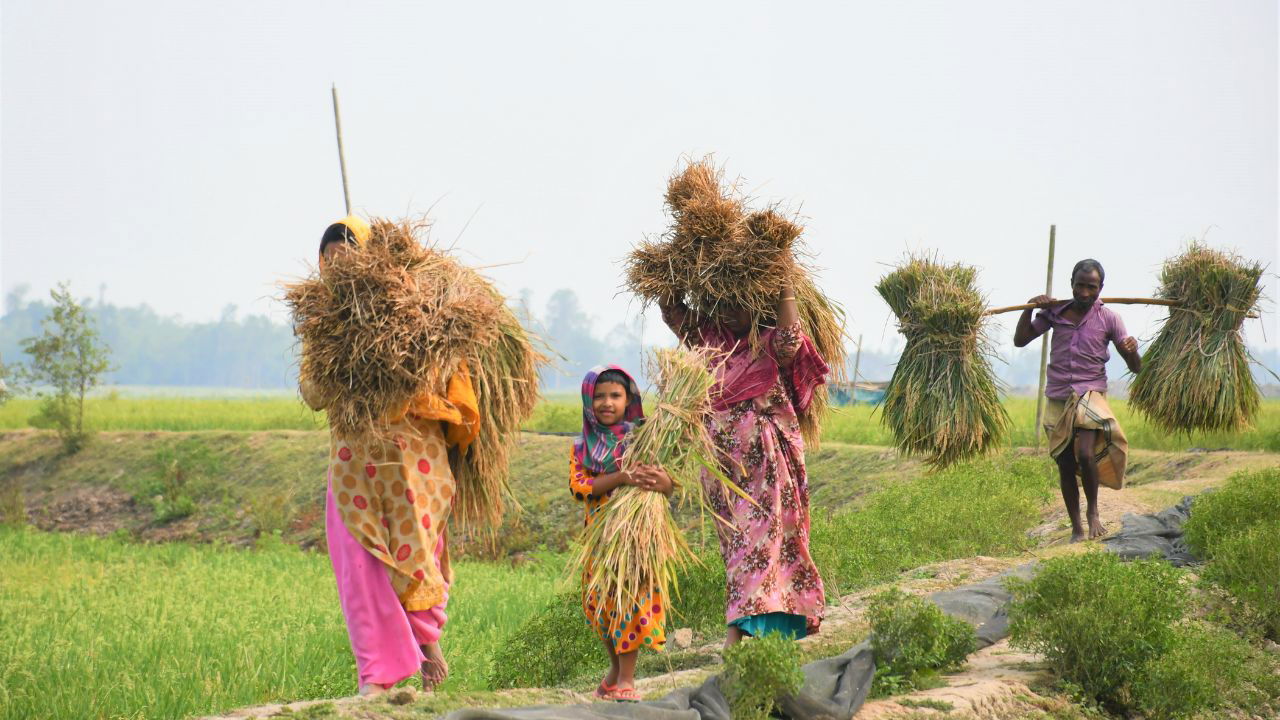 India's agricultural sector, employing nearly half of the nation's population, is the cornerstone of its economy and a key driver of nation-building.