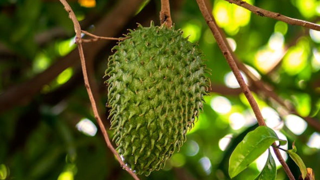 Soursop (Representational Image Source: Pexels)