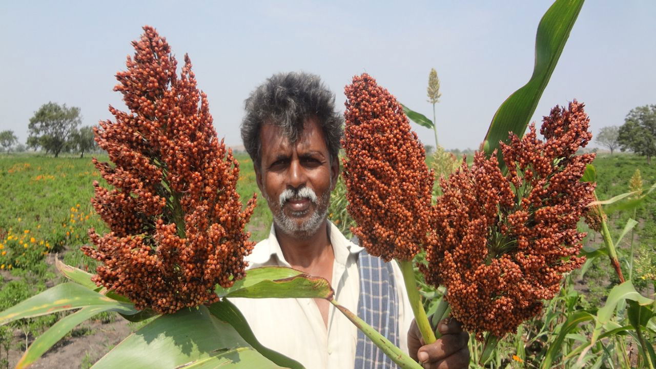 Malleshappa Gulappa Biserotti, a progressive farmer from Karnataka, showcasing his bountiful sorghum harvest