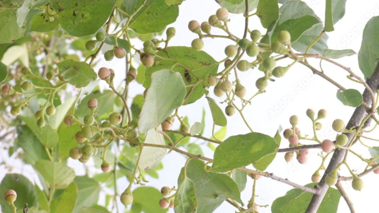 Lasoda (Indian Cherry) (Representational Image Source: Pexels)