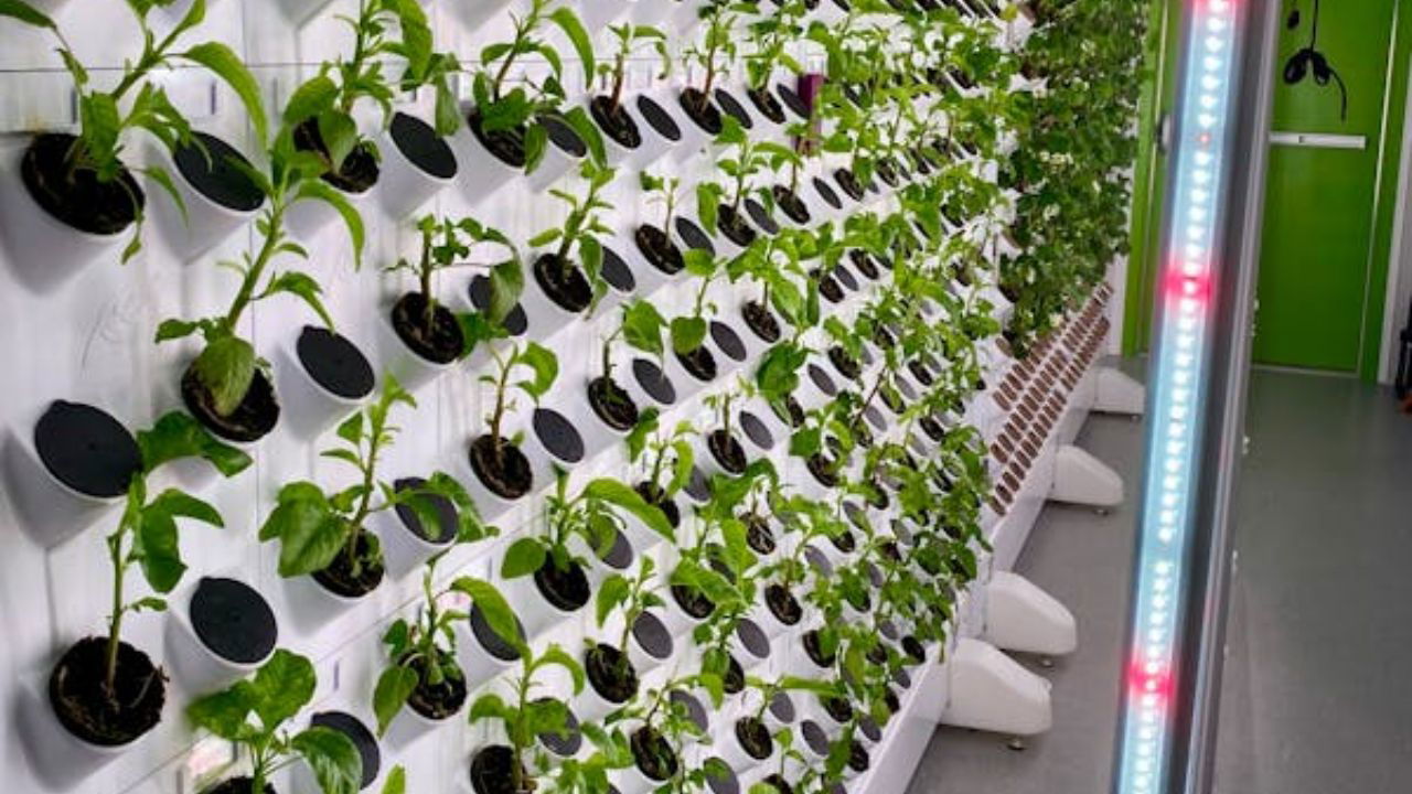 Vertical Farming (Representational Image Source: Pexels)