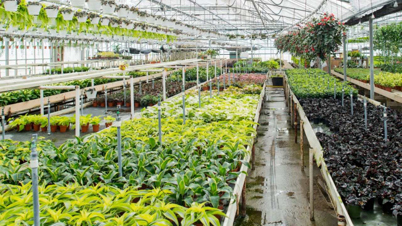 A well-organized greenhouse showcasing a variety of vibrant plants