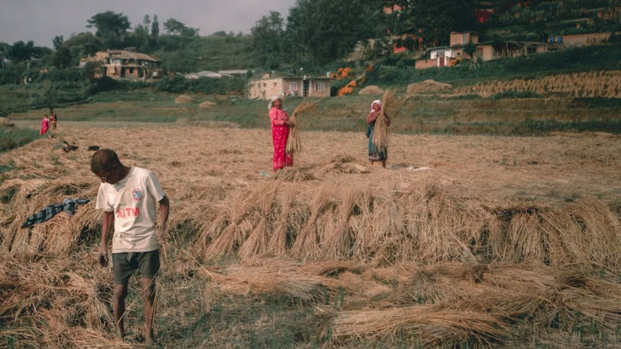 The paddy straw biogas plants represent a sustainable alternative by converting agricultural waste into biogas, which can be purified and used as CNG or PNG. (Photo Source: Pexels)