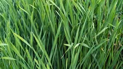 Lemon Grass Farming: A Profitable and Sustainable Crop to Boost Farmer Income