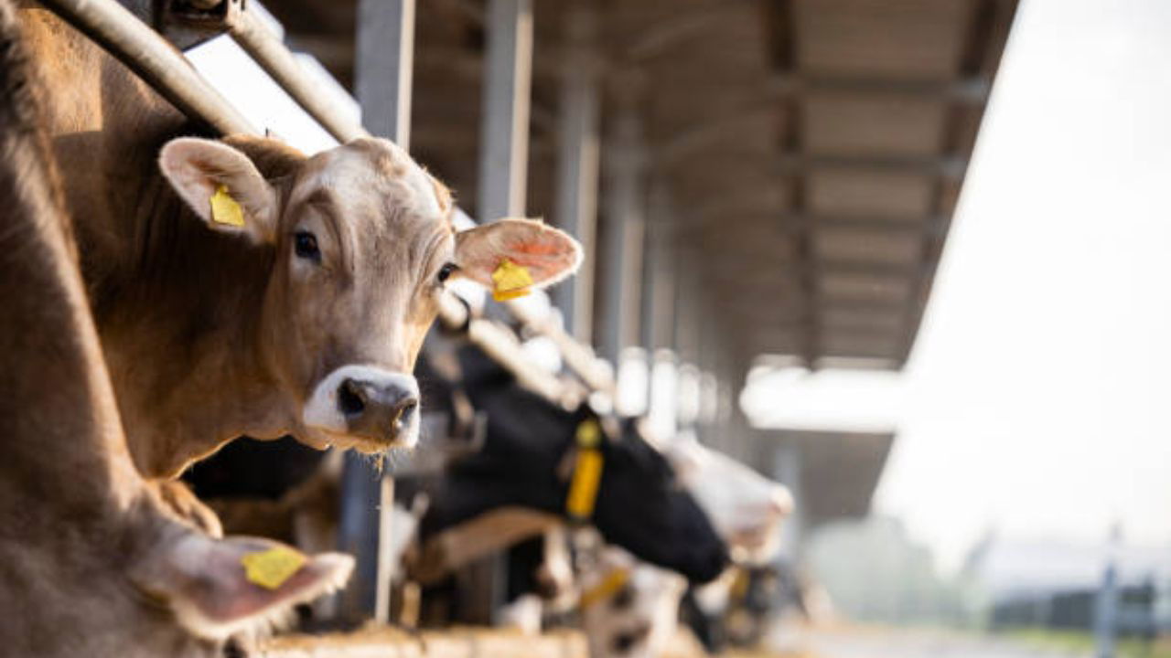 Cows standing in a well-ventilated shed (Representational Image Source: Pexels)