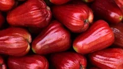 Malay Rose Apple: A Tropical Treasure with Untapped Nutritional, Culinary, and Economic Potential