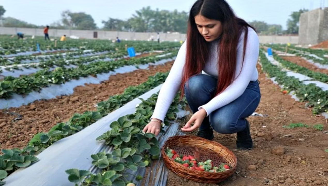 Gurleen Chawla harvesting fresh strawberries in a well-maintained strawberry field, placing them into a basket