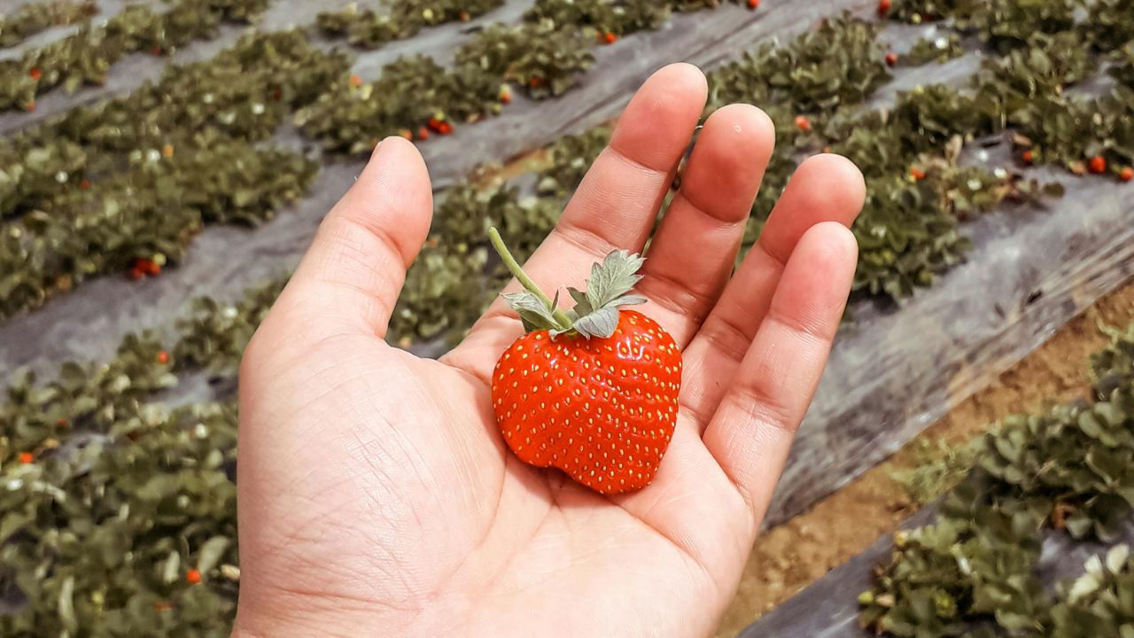 A hand holding a fresh harvested strawberry