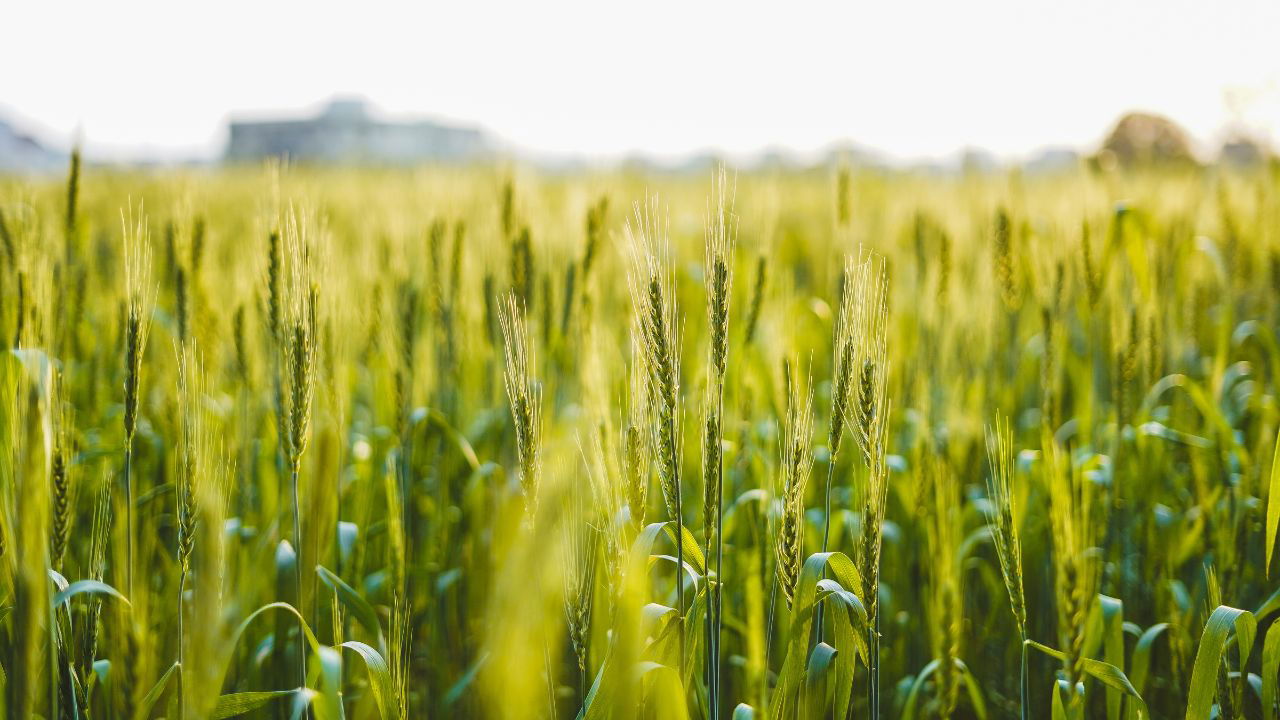 Wheat cultivation during the Rabi season has risen by 2.15% to 319.74 lakh hectares. (Photo Source: Canva)