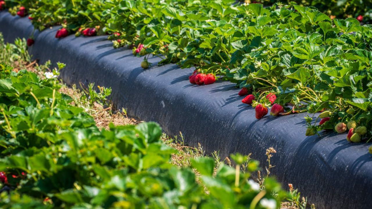 A well-maintained strawberry field