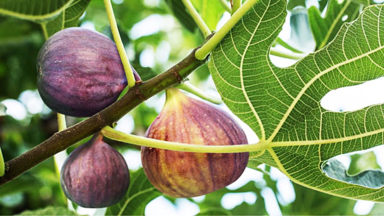 Fig (Representational Image Source: Pexels)