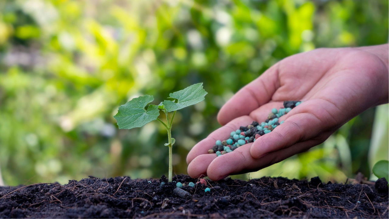 Di-Ammonium Phosphate (DAP) is a widely used chemical fertilizer essential for enhancing soil fertility and boosting crop yields. (Photo Source: pexels)