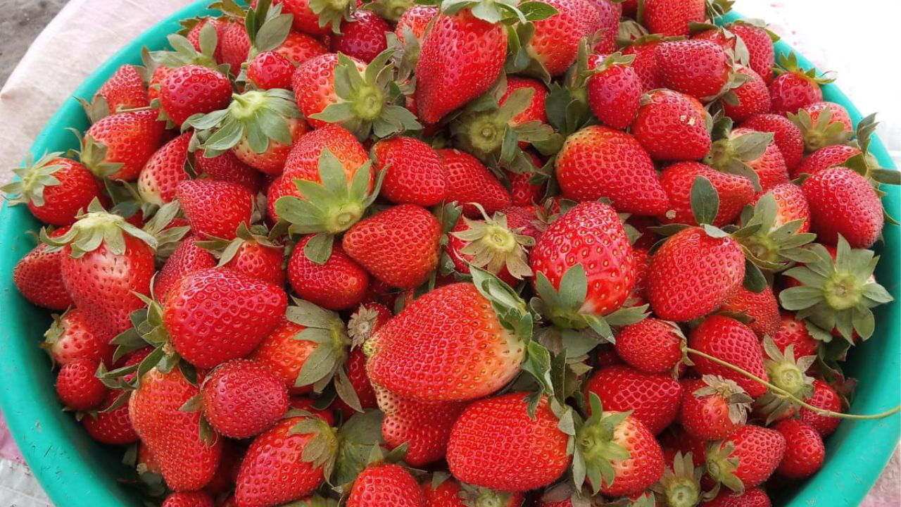 Fresh Strawberries harvested by Manoj from his field