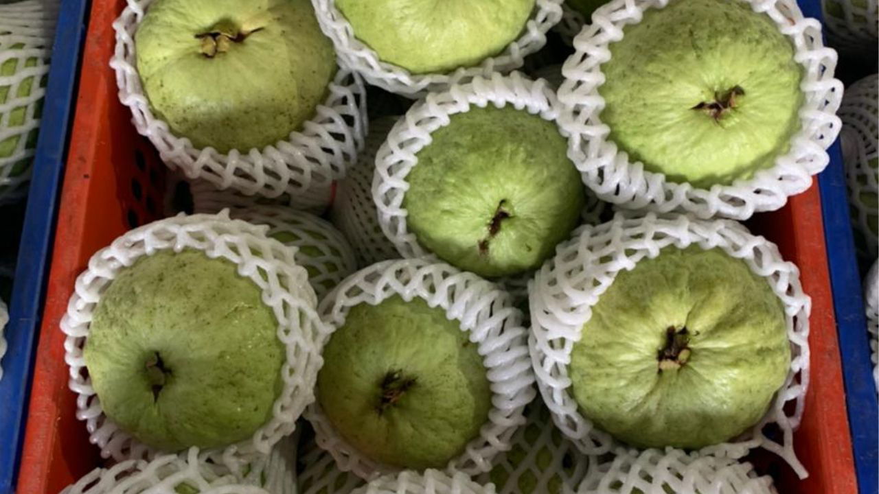 Harvested Guavas from Manoj's Field ready for transportation