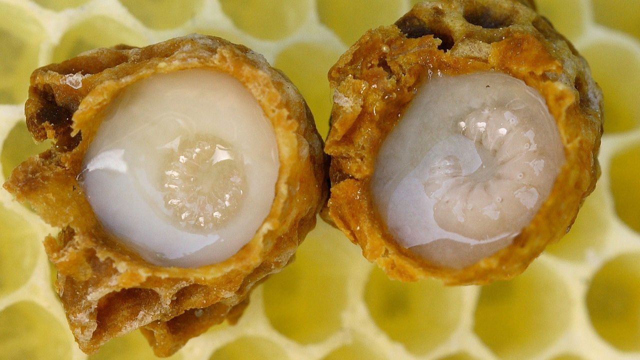 Queen bee larvae developing around royal jelly (Representational Image Source: Wikipedia)