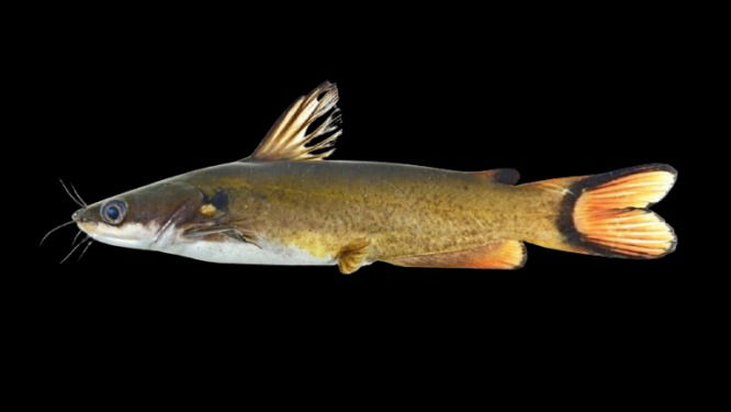 New species of yellow catfish, Horabagrus obscurus, discovered in the Chalakudy River, Kerala. (Photo Source: ICAR)