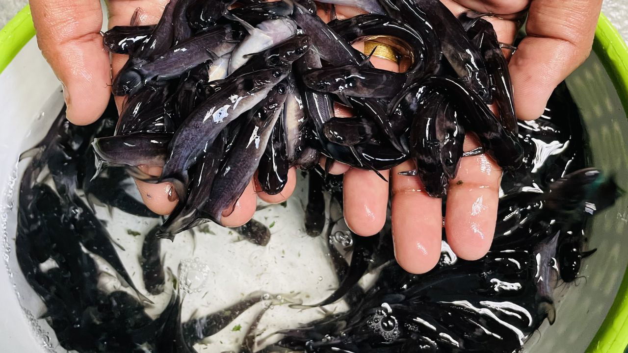 Black-Collared Yellow Catfish, first discovered in Kerala's Chalakudy River in 1994, is an ecologically important species listed as endangered on the IUCN Red List. (Photo Source: ICAR)