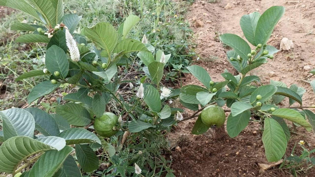 A guava tree, loaded with fruit after only 8 months, grown using only organic manure.