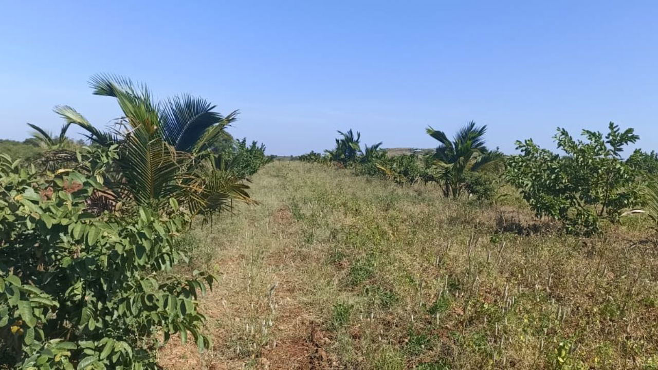 Coconut plantation intercropped with curry leaves and guava trees.