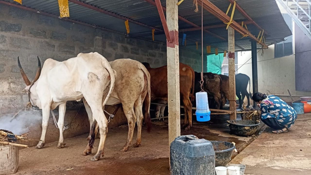 Cows in the cowshed