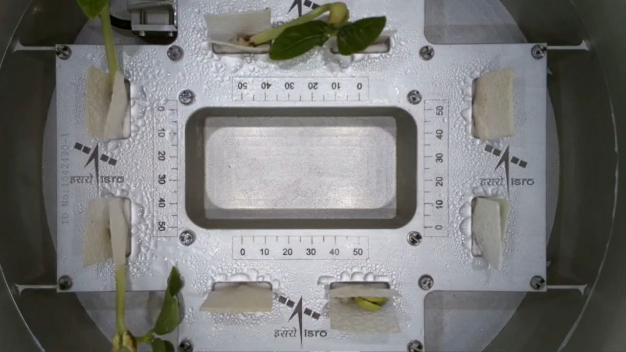 Emerging Cowpea leaves in a specially designed closed-box system (Image Source: @isro/X)