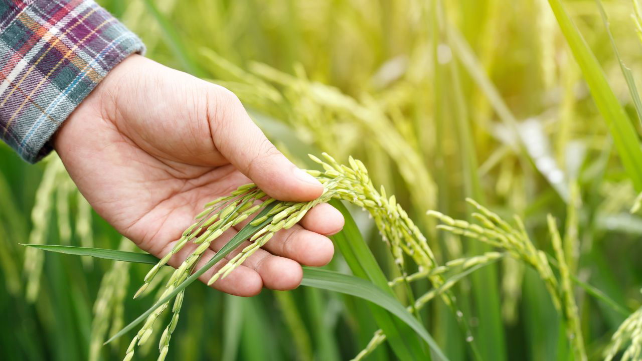 Rice farming methods, especially water and straw management, significantly contribute to GHG emissions and climate change. (Photo Source: Canva)