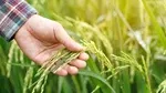 IRRI and Kubota Team Up to Cut Greenhouse Gas Emissions in Rice Farming