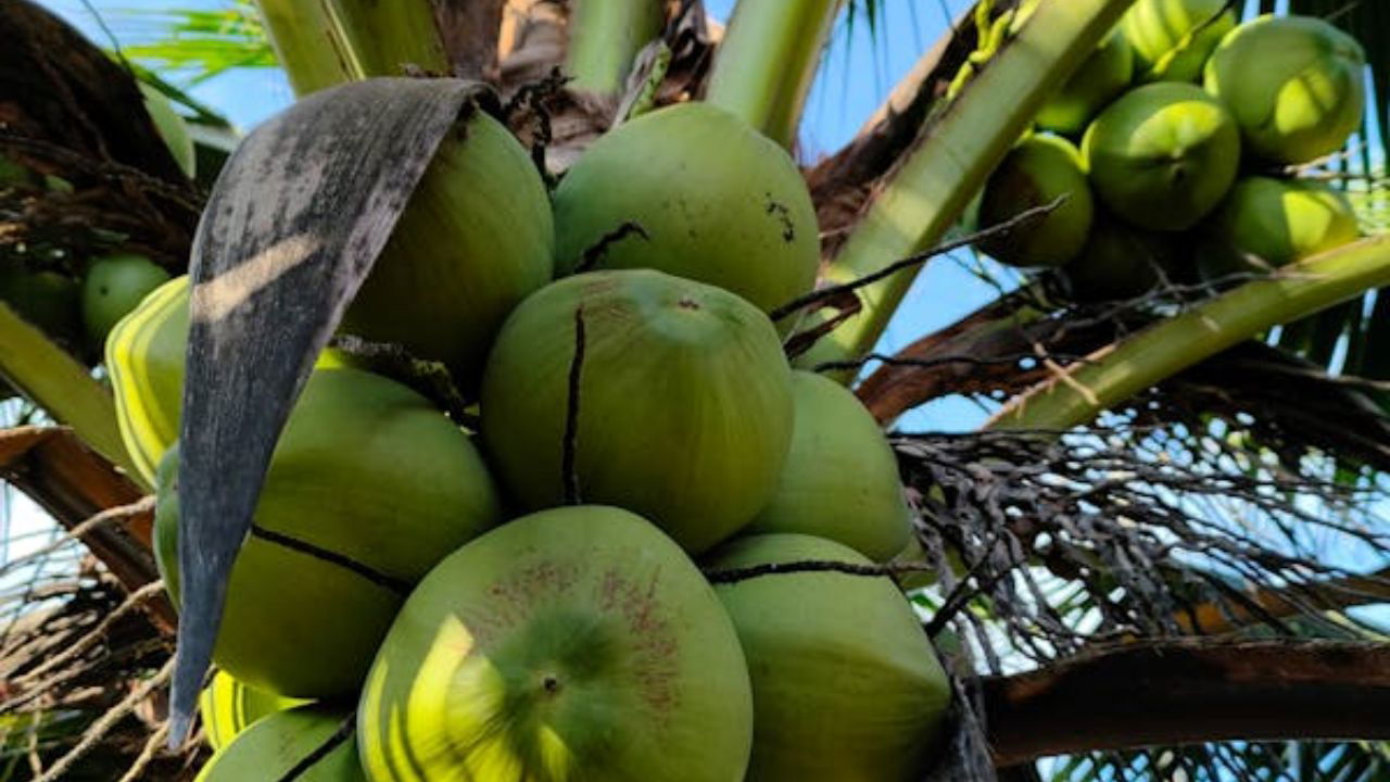 Coconuts on the tree (Representational Image Source: Pexels)