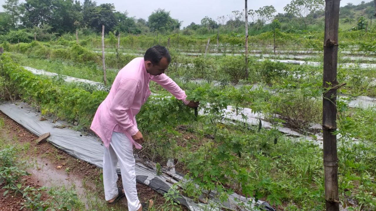 Radhyshyam harvesting bitter gourd from his farm