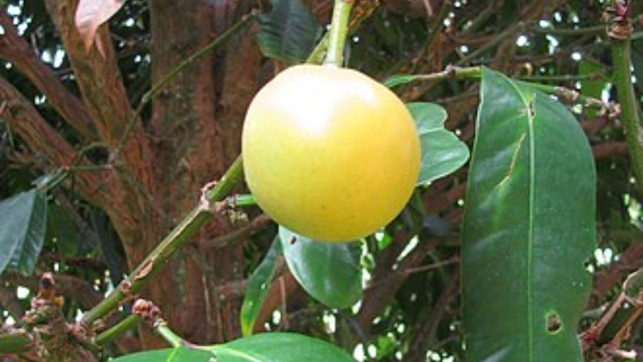 Yellow Mangosteen (Representational Image Source: Wikipedia)