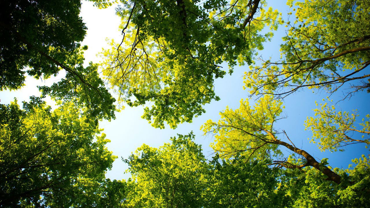 Miyawaki technique accelerates forest growth, improves soil quality, biodiversity and ecological balance. (Photo Source: Canva)