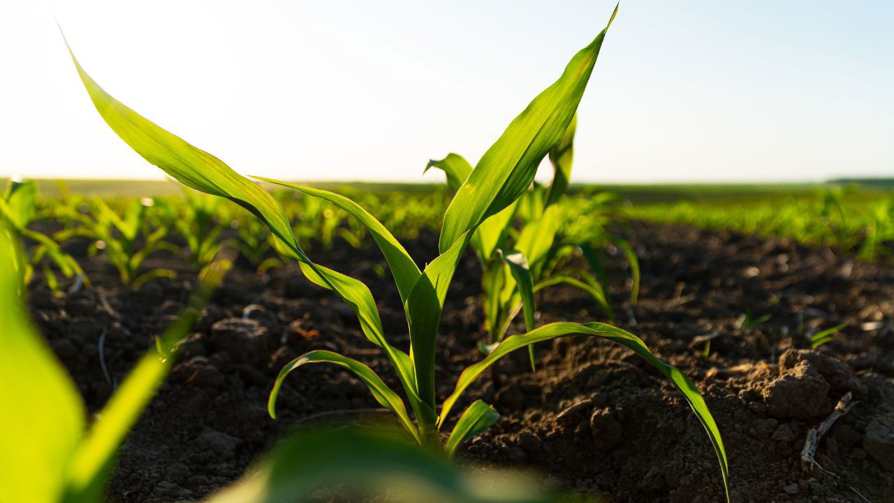 Ammonia is a key component in agriculture, used as a fertilizer and in the production of other agrochemicals. (Photo Source: Canva)