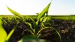 Stanford Researchers Develop Portable Device that Produces Key Fertilizer Ingredient from Thin Air, Cut Emissions