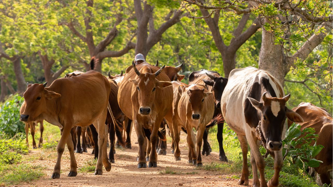 The partnership aims to provide high-quality legal training to individuals supporting District Societies for Prevention of Cruelty to Animals and State Animal Welfare Boards. (Photo Source: Canva)