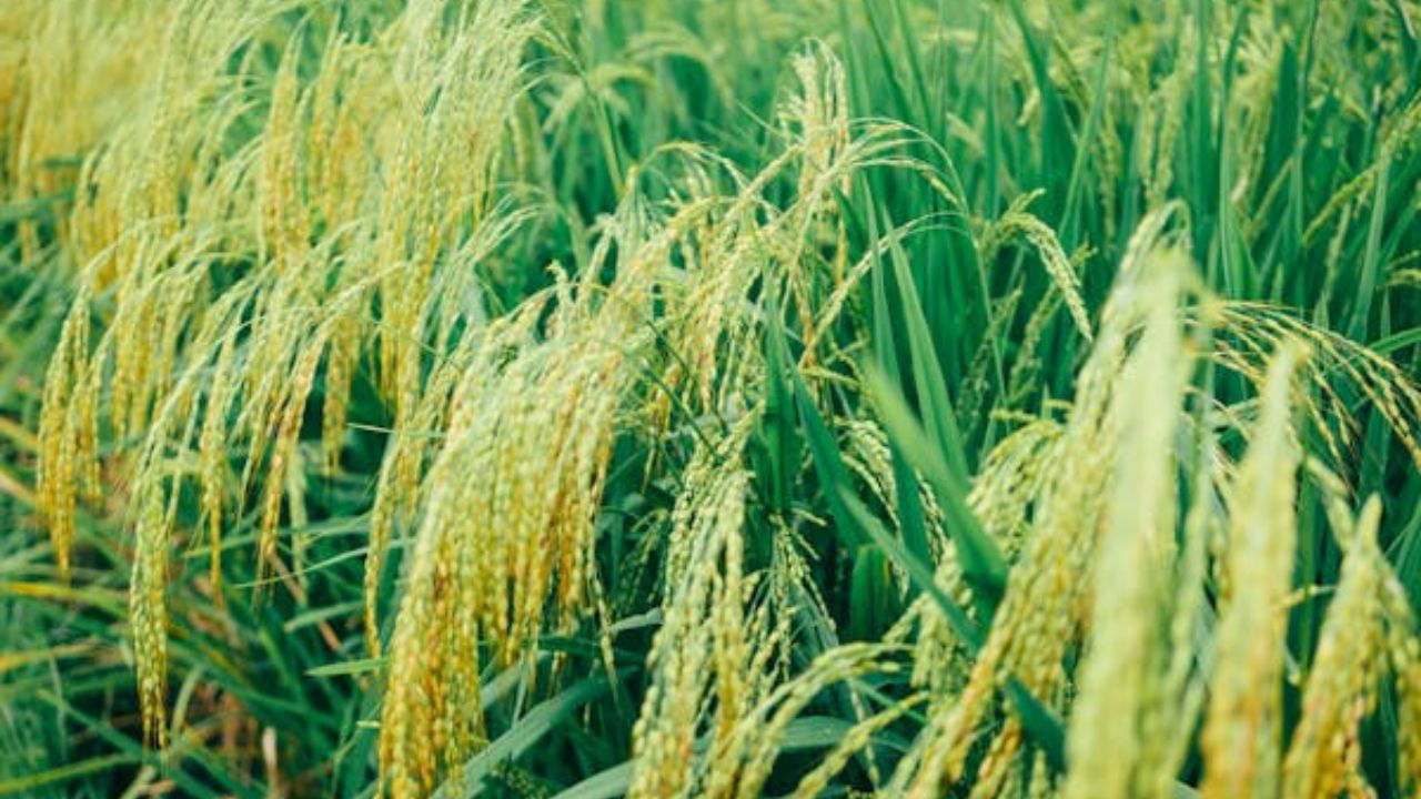 Paddy field (Representational image Source: Pexels)