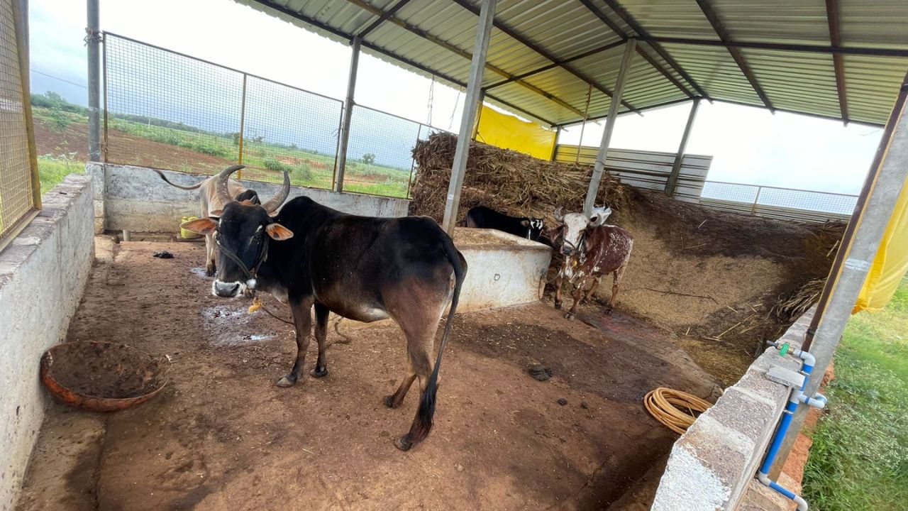 Desi Cow breeds