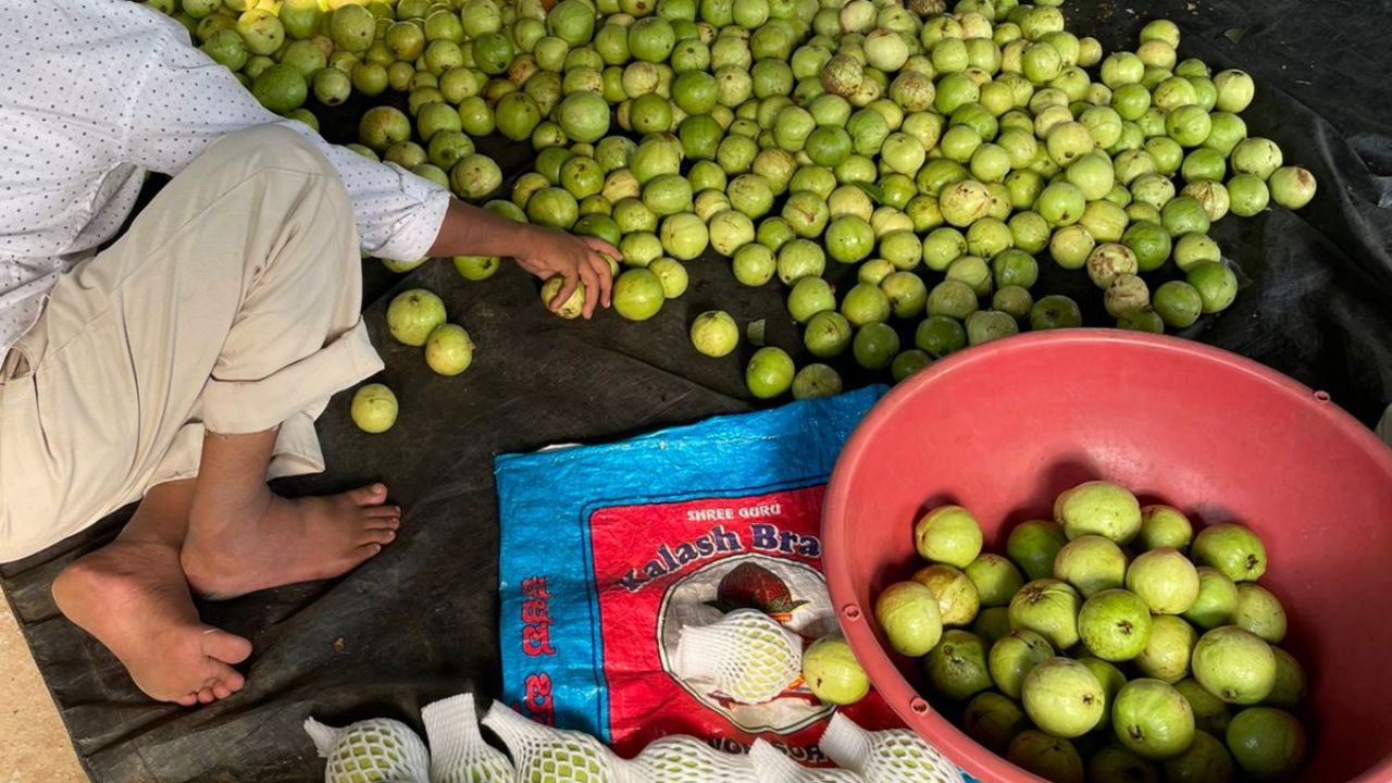 His farm's guava is ready for transportation.